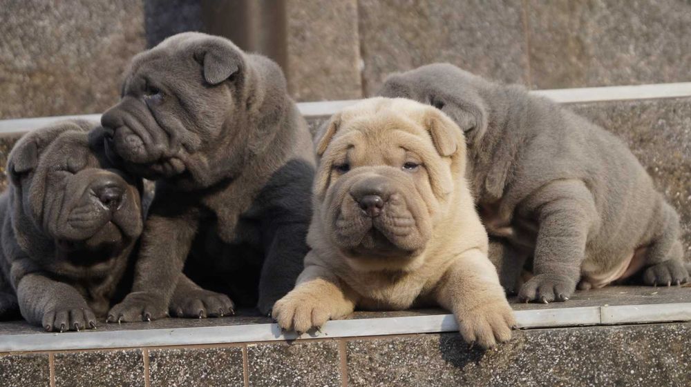 Szczeniak Shar pei z rodowodem. Samiec