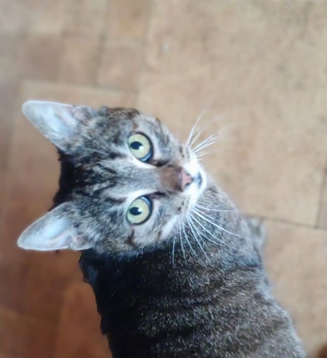 Marcysia proludzka kotka adopcja