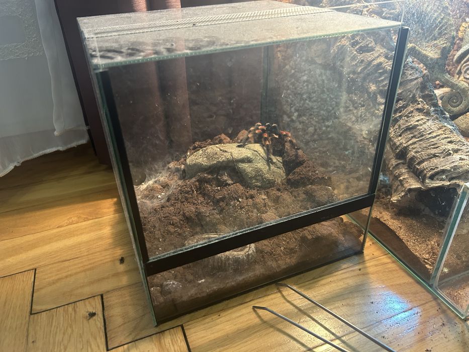 Pajak z terrarium