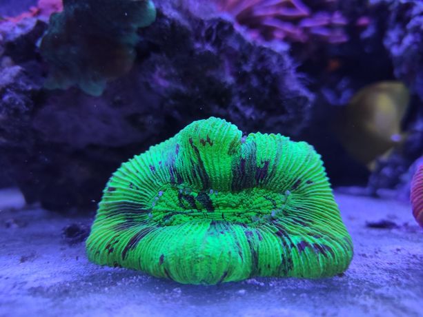 Trachyphyllia geoffroyi fluo zielona koralowce akwaria morskie Białyst