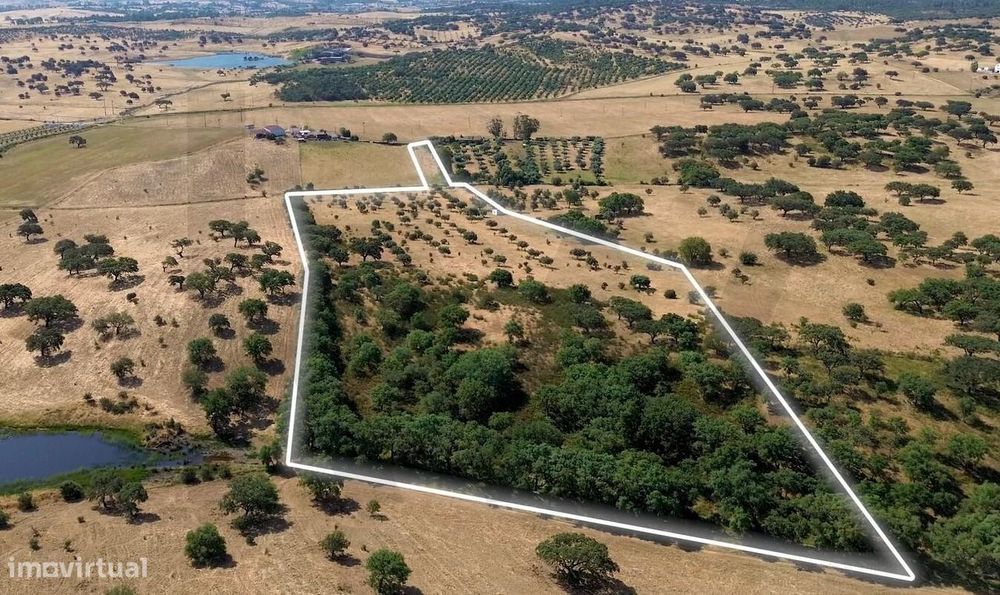 Oportunidade Única em Almodôvar – Terreno com 4 hectares à Venda!