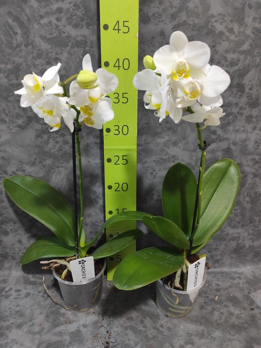 Орхідея біла ,на подарунок