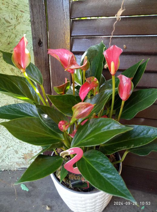 Квітуючі , надзвичайні .Антуріум Фламінго.