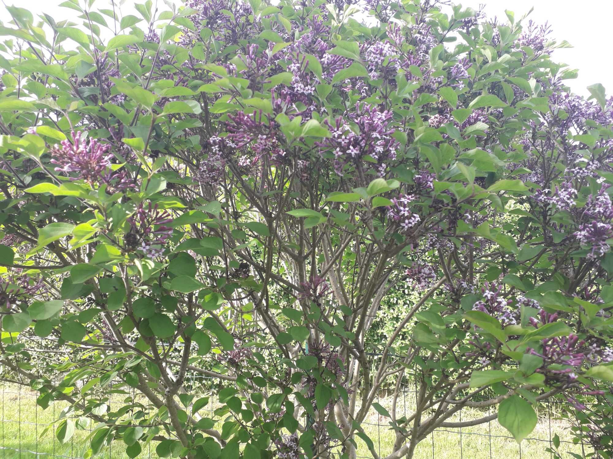 Cisy, jałowiec, bonsai, trzmielina, hibiskus, bez japoński trawa ozdob