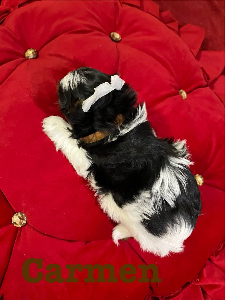 Suczka Yorkshire Terrier Biewer