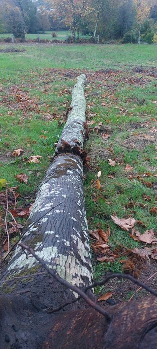 Pau lenha castanheiro