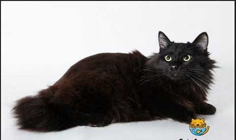 Отдам  красивую кошку редкой породы.