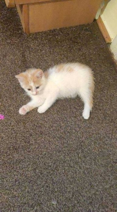 Błagam o dom, malutkie kotki