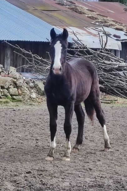 Roczny ogierek Polski Koń Sportowy