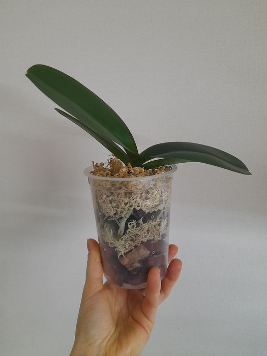 Домашні фаленопсиси