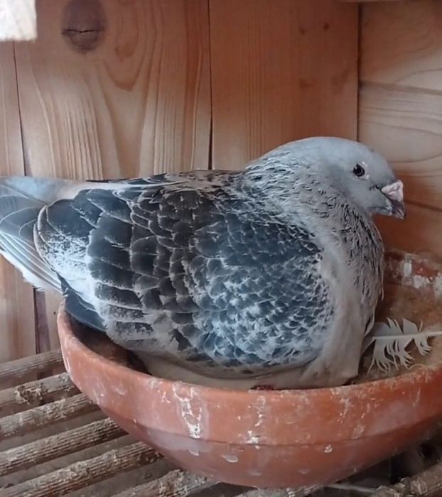 Gołąb,Polski pocztowy wystawowy,standard