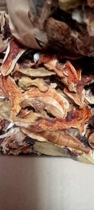 Grzyby suszone prawdziwki zbiór 2025