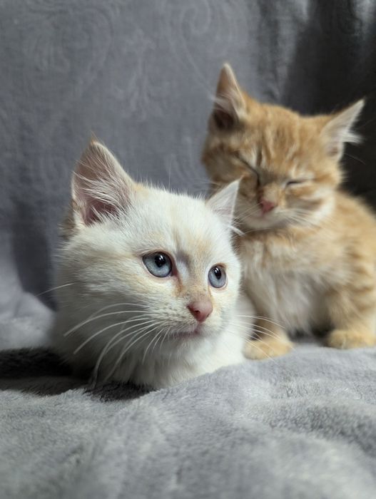 Кошенята шукають домівку