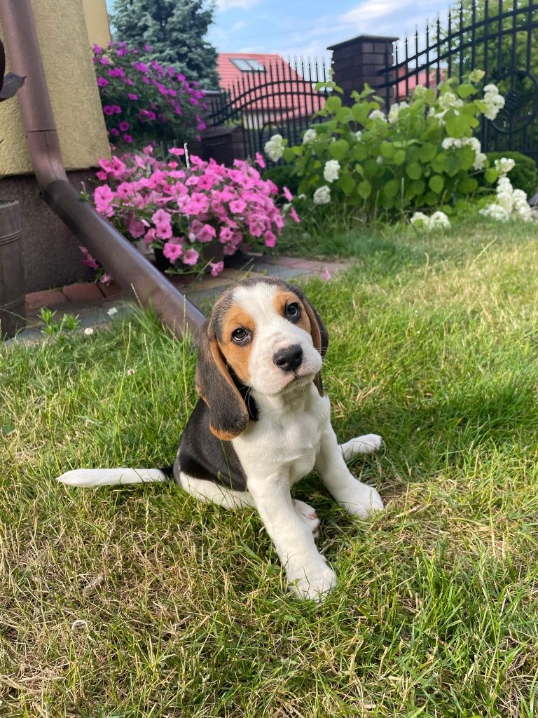 Piękny szczeniak Beagle Tricolor