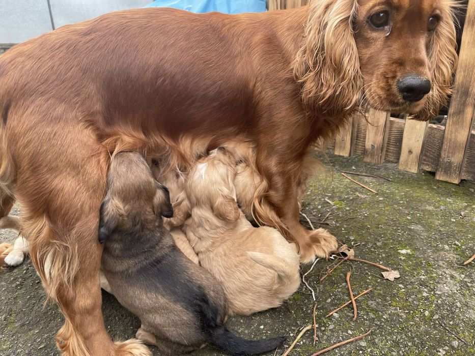 Метіси Кокер-спаніеля