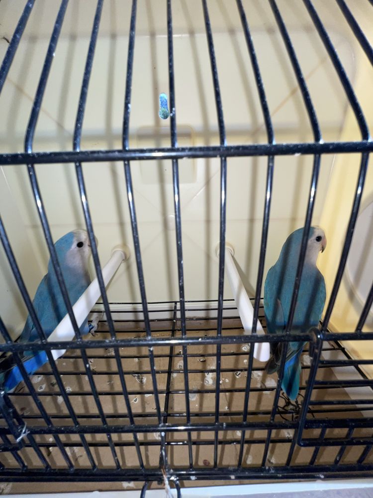 Casal agapornis roseicollis adulto