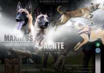 Owczarek Belgiski Malinois FCI ZKwP