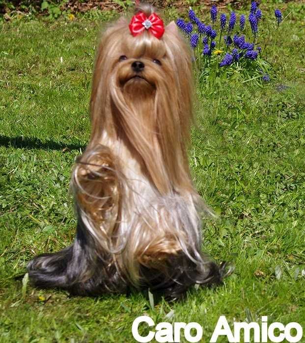 Yorkshire Terrier /FCI /odchowany piesek.