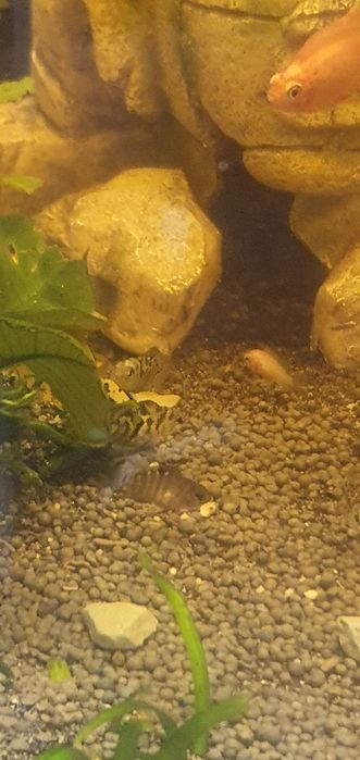 Peixe papagaio anão