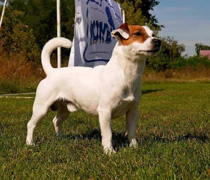 В'язка Джек Рассел тер'єр КСУ