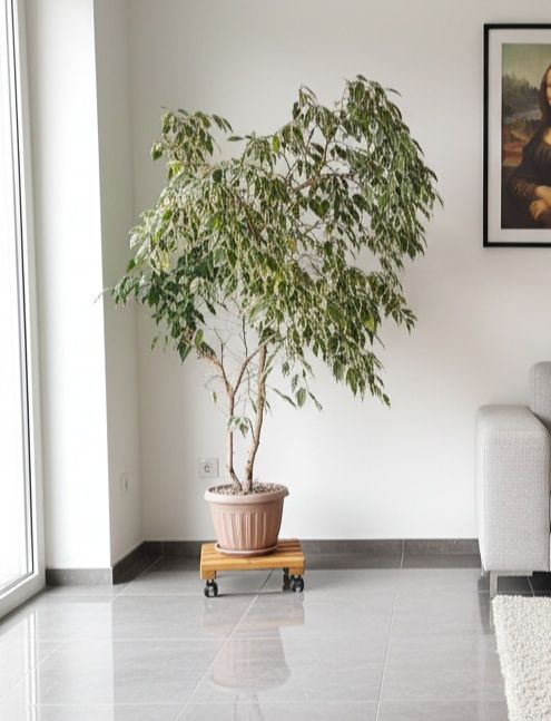 [Od zaraz] Fikus Benjamina – 150 cm, piękny i zadbany!