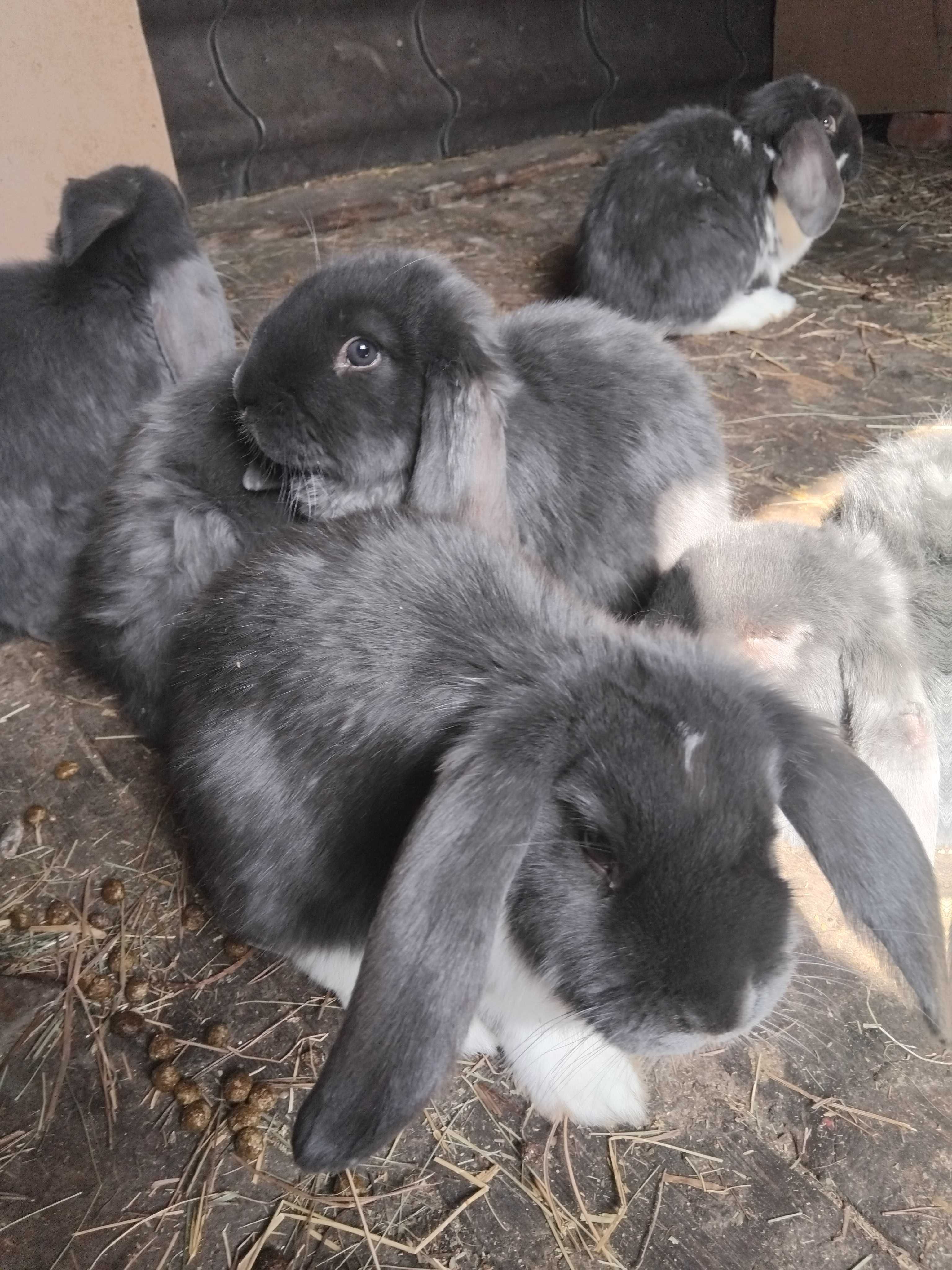 Продам кроликов породы французкий баран.