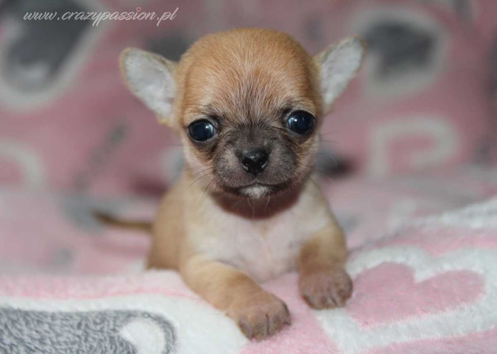 Miniaturka - sunia chihuahua krótkowłosa Crazy Passion FCI