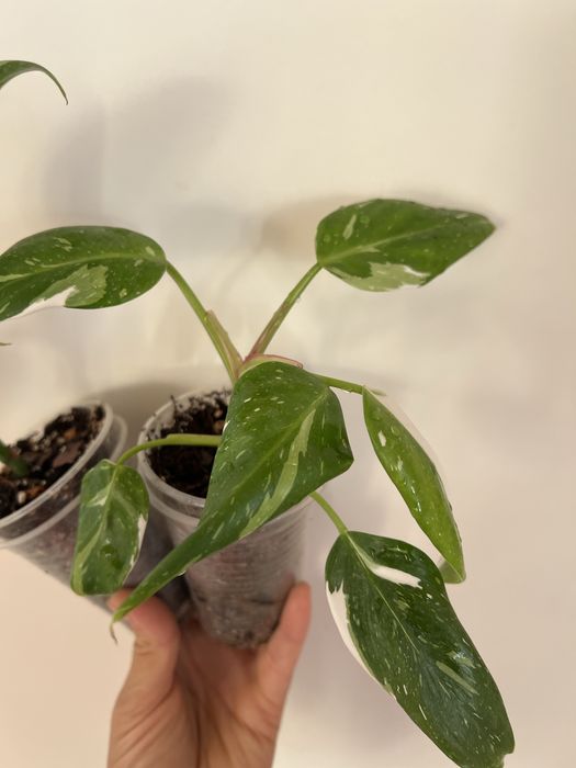 Филодендрон Белая принцеса (White Princess) tricolor