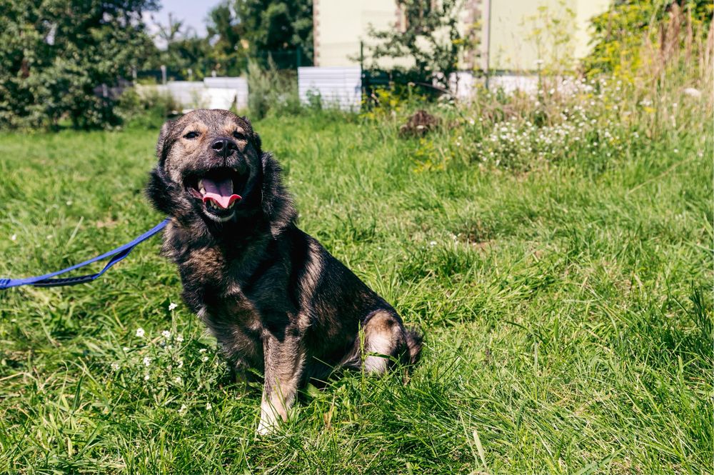 Віддам в добрі руки чудового собаку