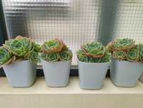 Echeveria Peacok