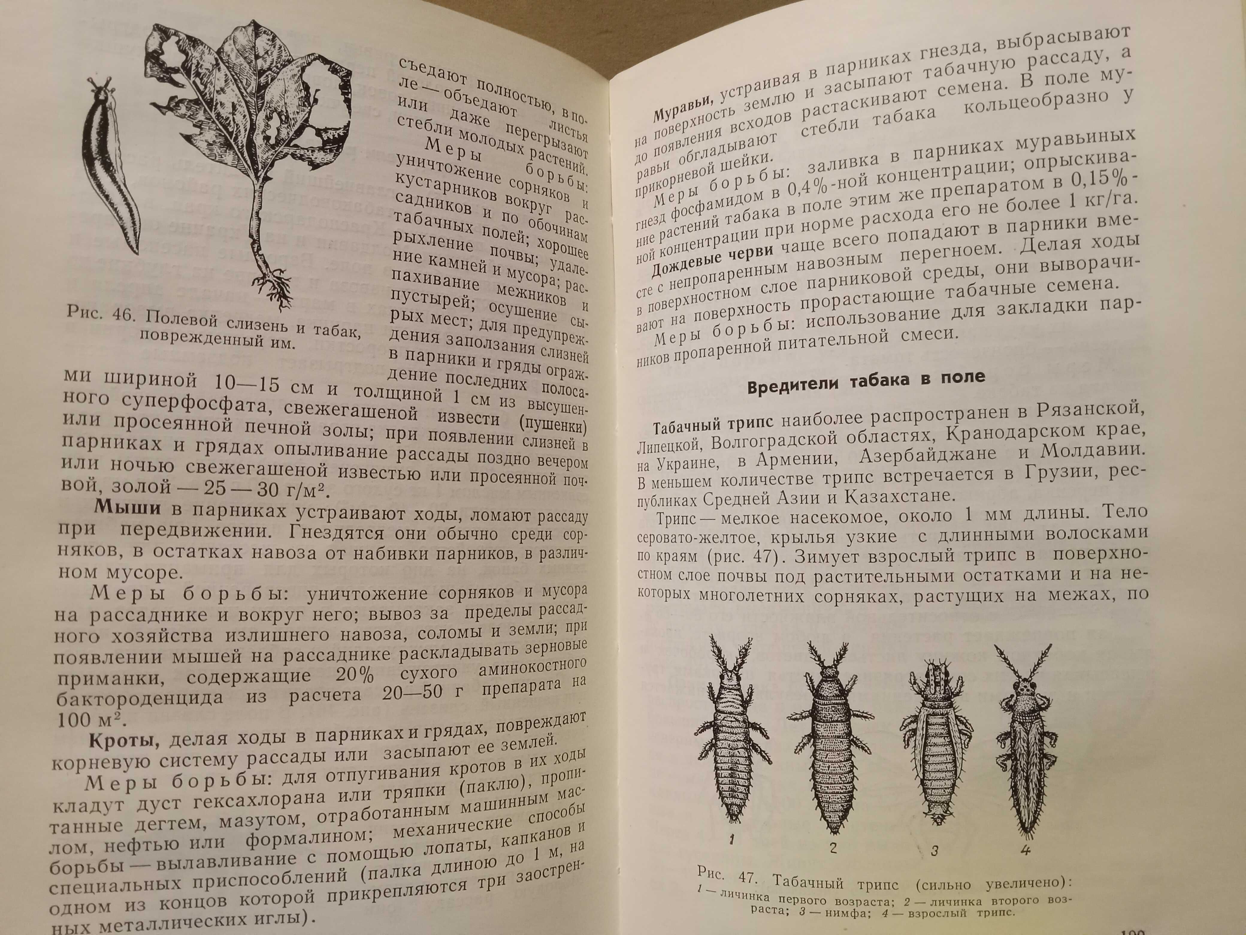 Табаководство. ( Табак. Выращивание )