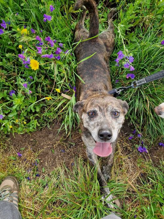 Liana - cadela média para adoção