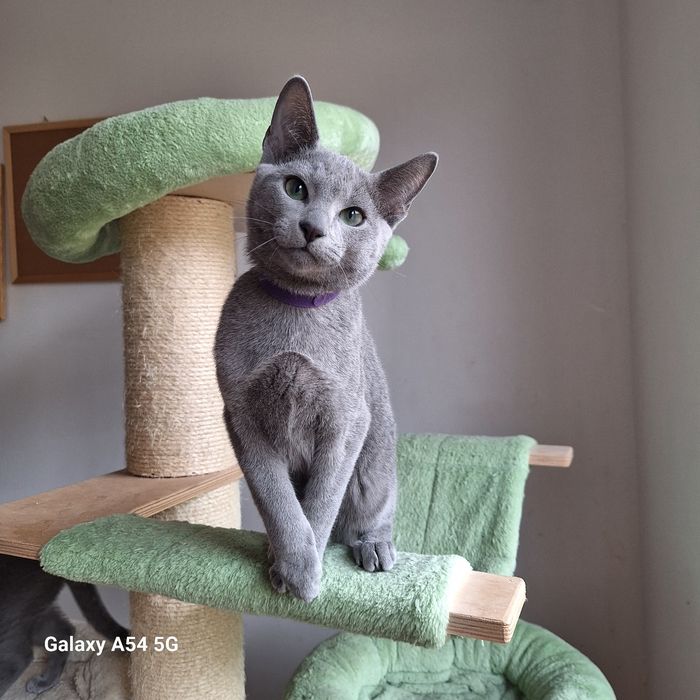 Kocurek rosyjski niebieski