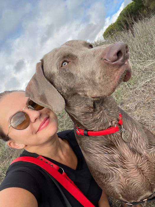 Disponível para cobertura – Weimaraner com pedigree