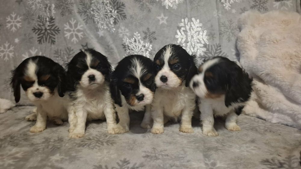 Cavalier King charles spaniel szczenie szczeniak