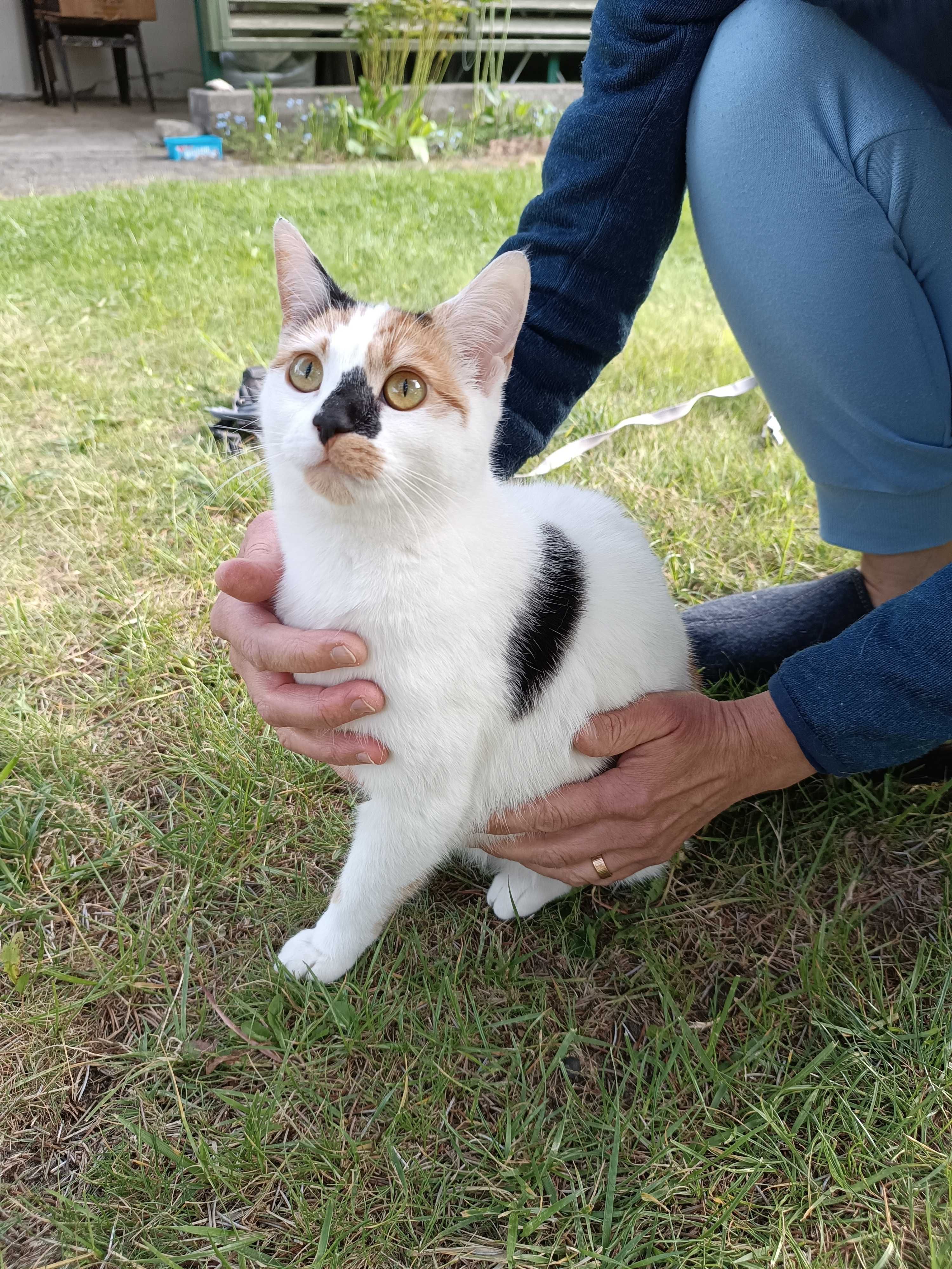 Para kociczek wysterylizowanych do adopcji