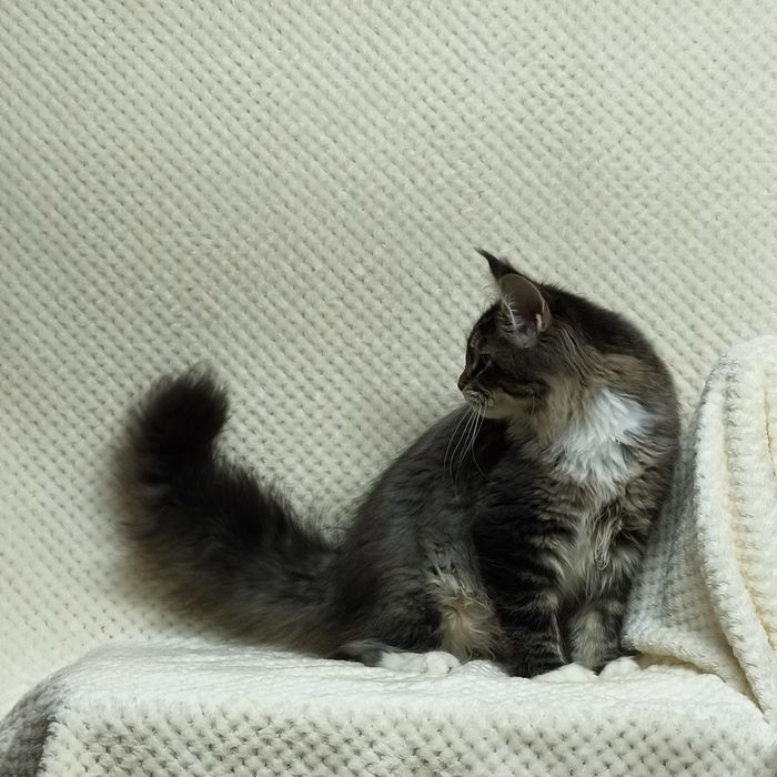 Справжні  Мейн-куни з розплідника .Розпродаж підлітків та дорослих .