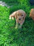 Cocker spaniel angielski suczka