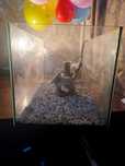 Leddy 60 Aquarium