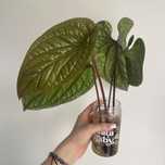 anthurium radicans x luxurians