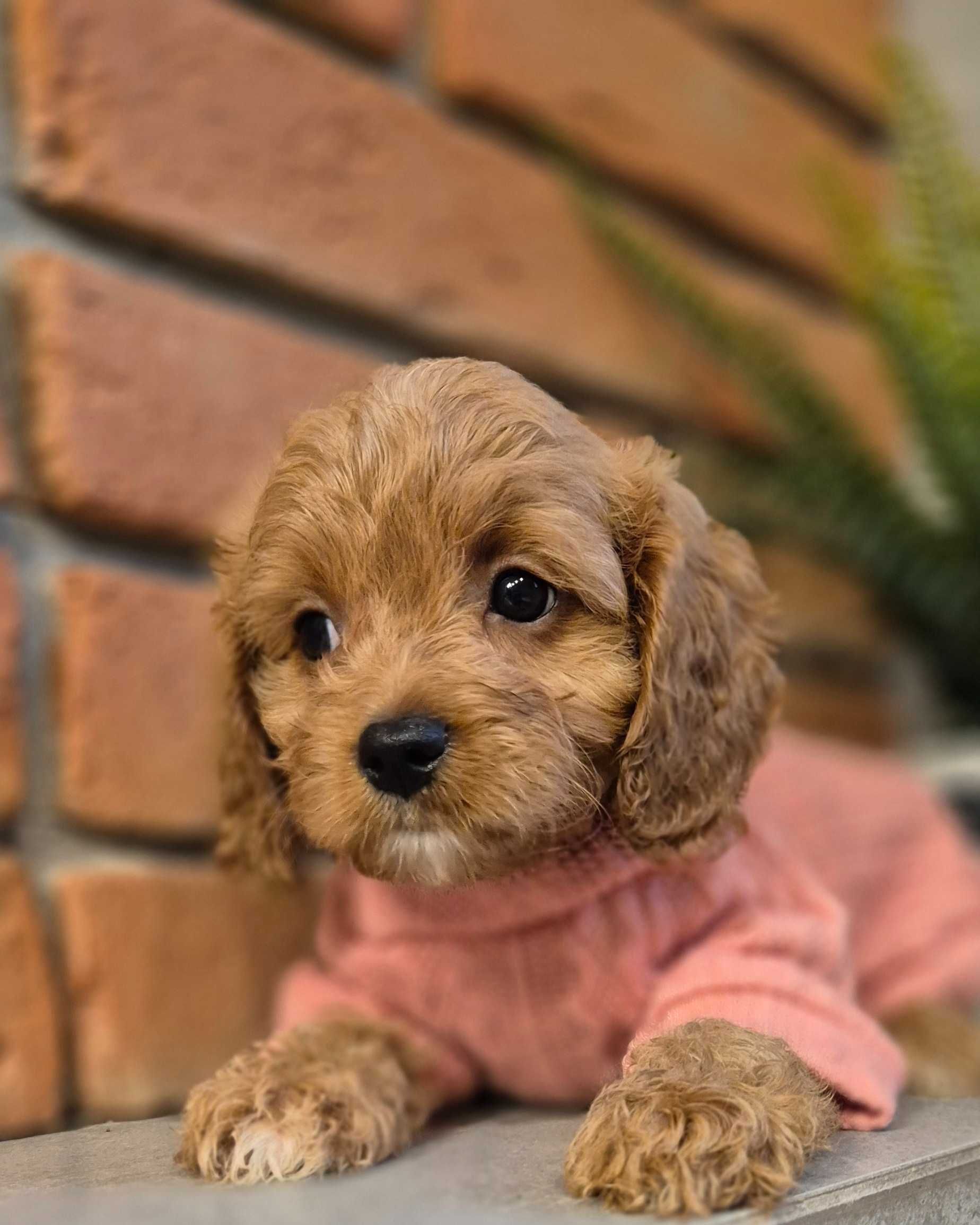 Cavapoo  ostatnia dziewczynka do odbioru