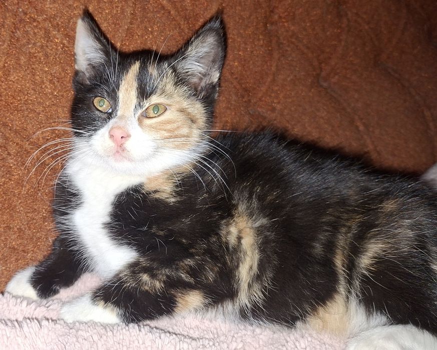 Basia- kotunia szuka stałego domku