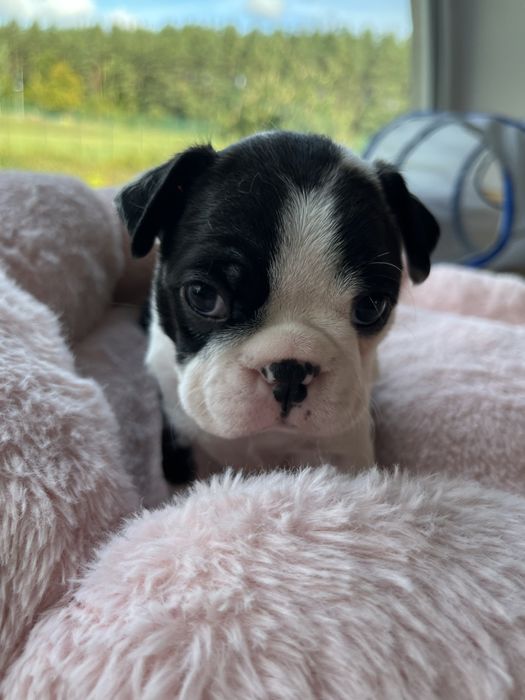 Boston Terrier - uroczy szczeniaczek gotowy do odbioru