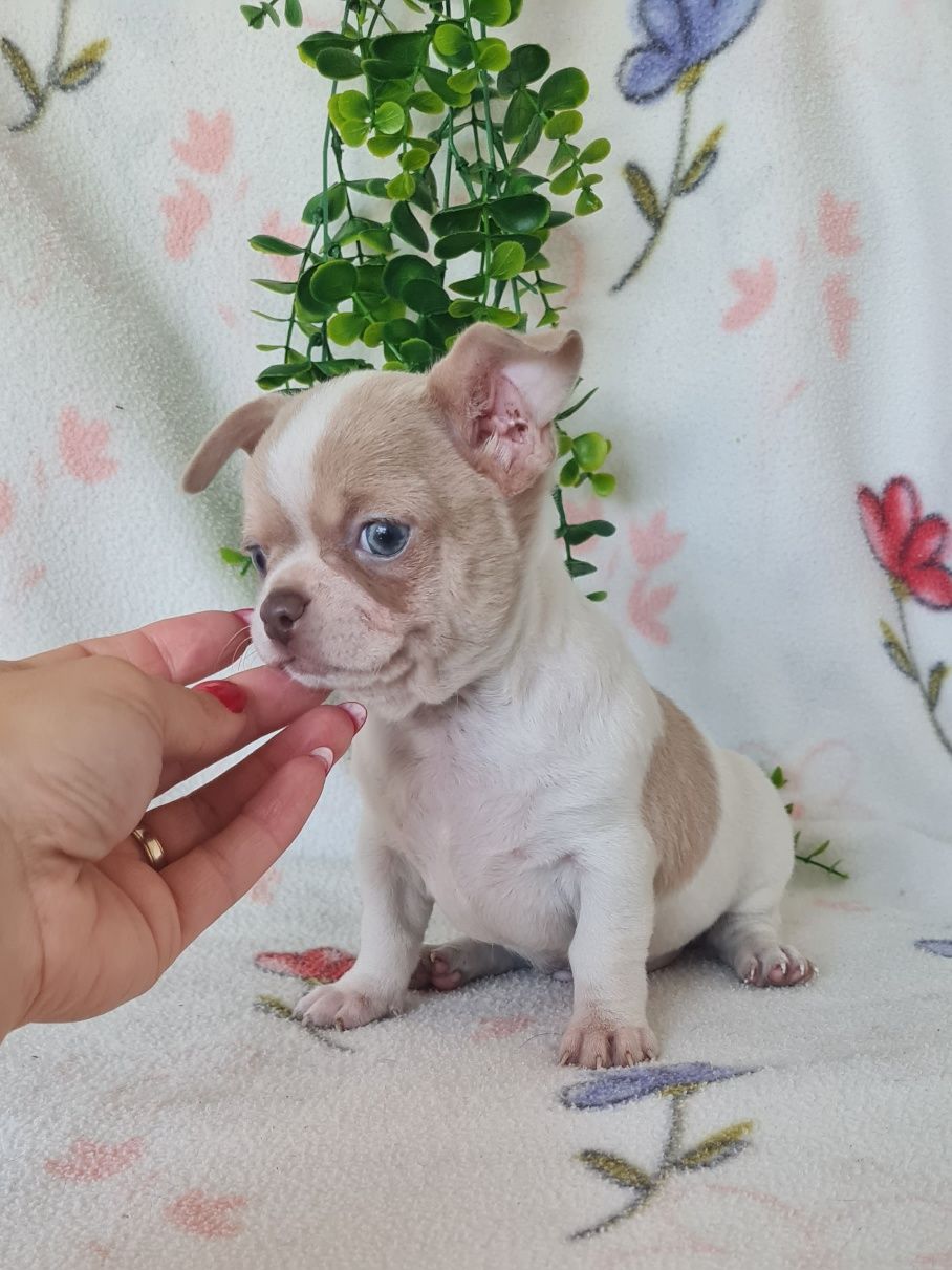 Maravilhoso Lilac mini Chihuahua. Chiuaua de linhagem Russa, Qualidade