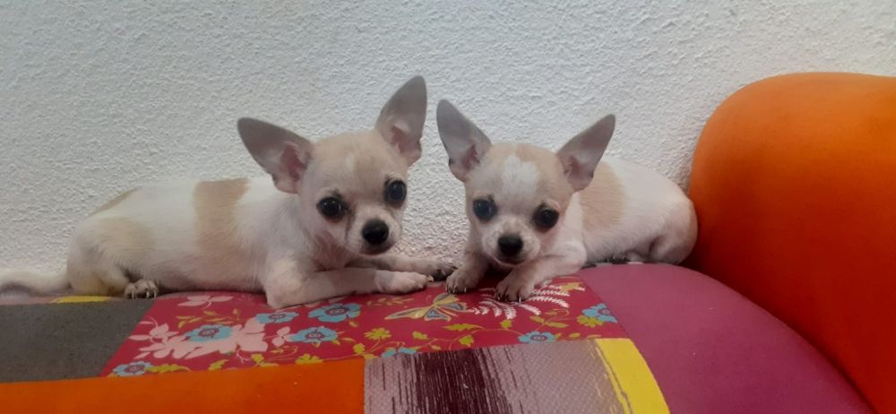 Chihuahua piesek z rodowodem mini