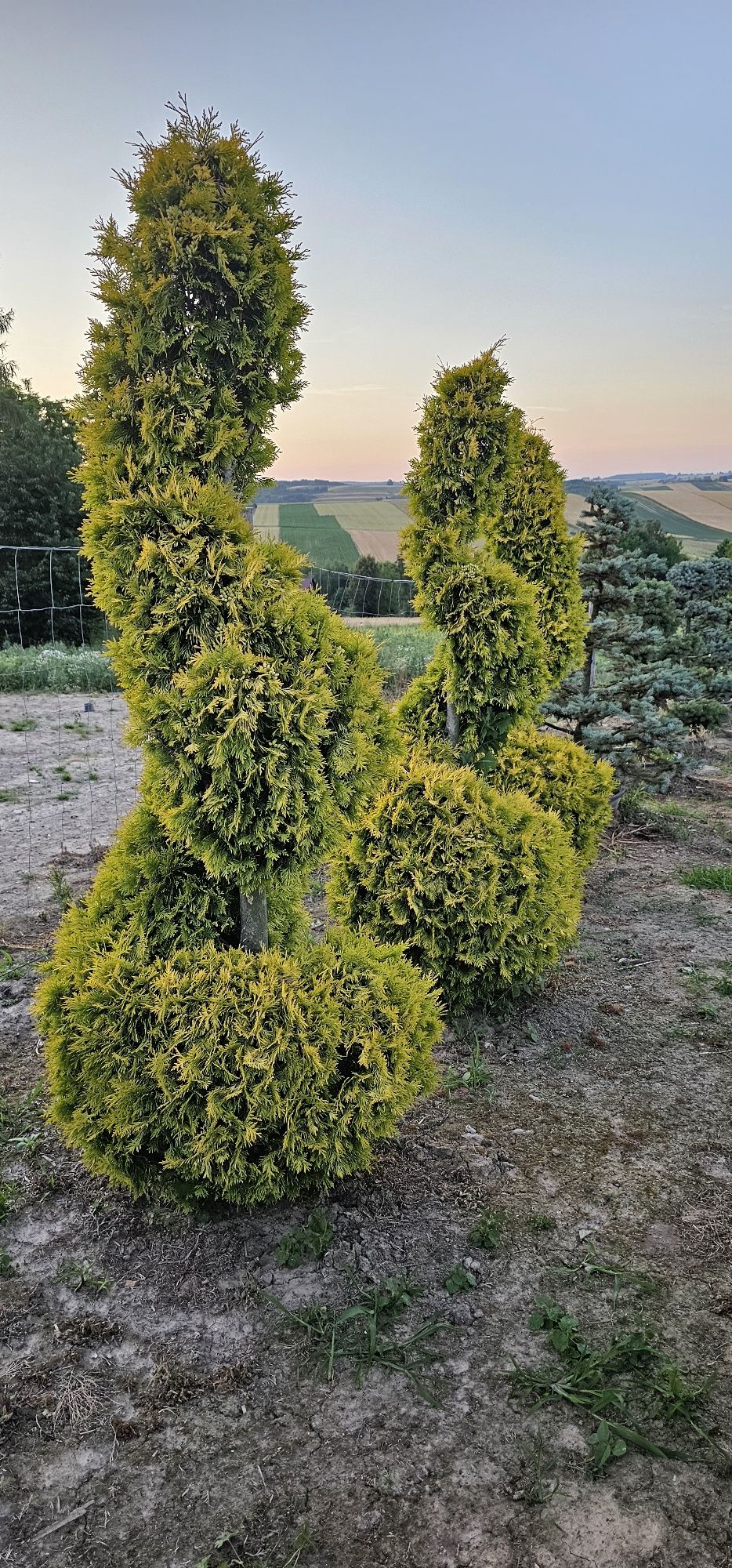 Bonsai rośliny formowane