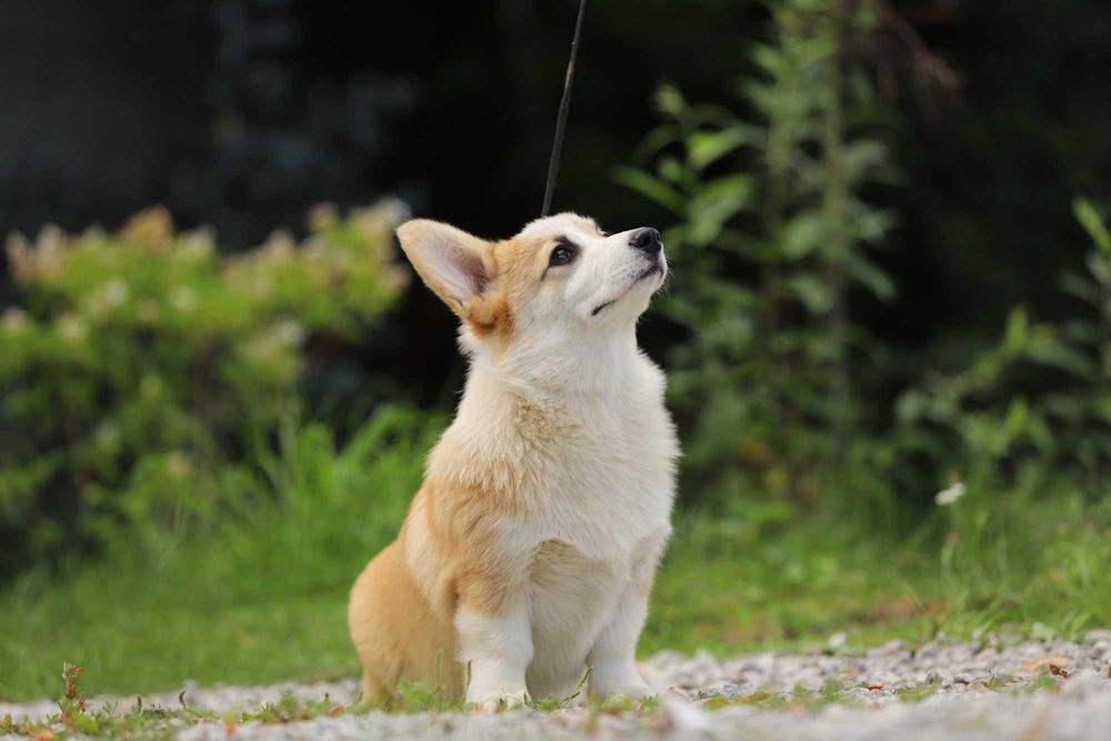 Welsh Corgi Pembroke piesek