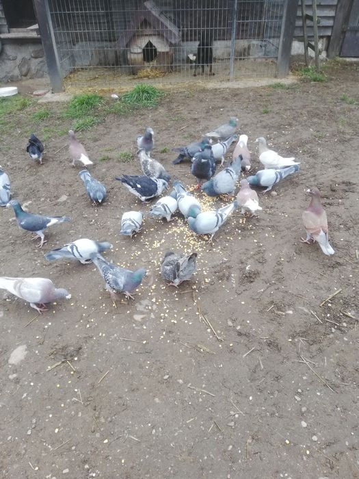 Gołębie rzeszowskie sprzedam