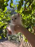 Котики шукають дім!