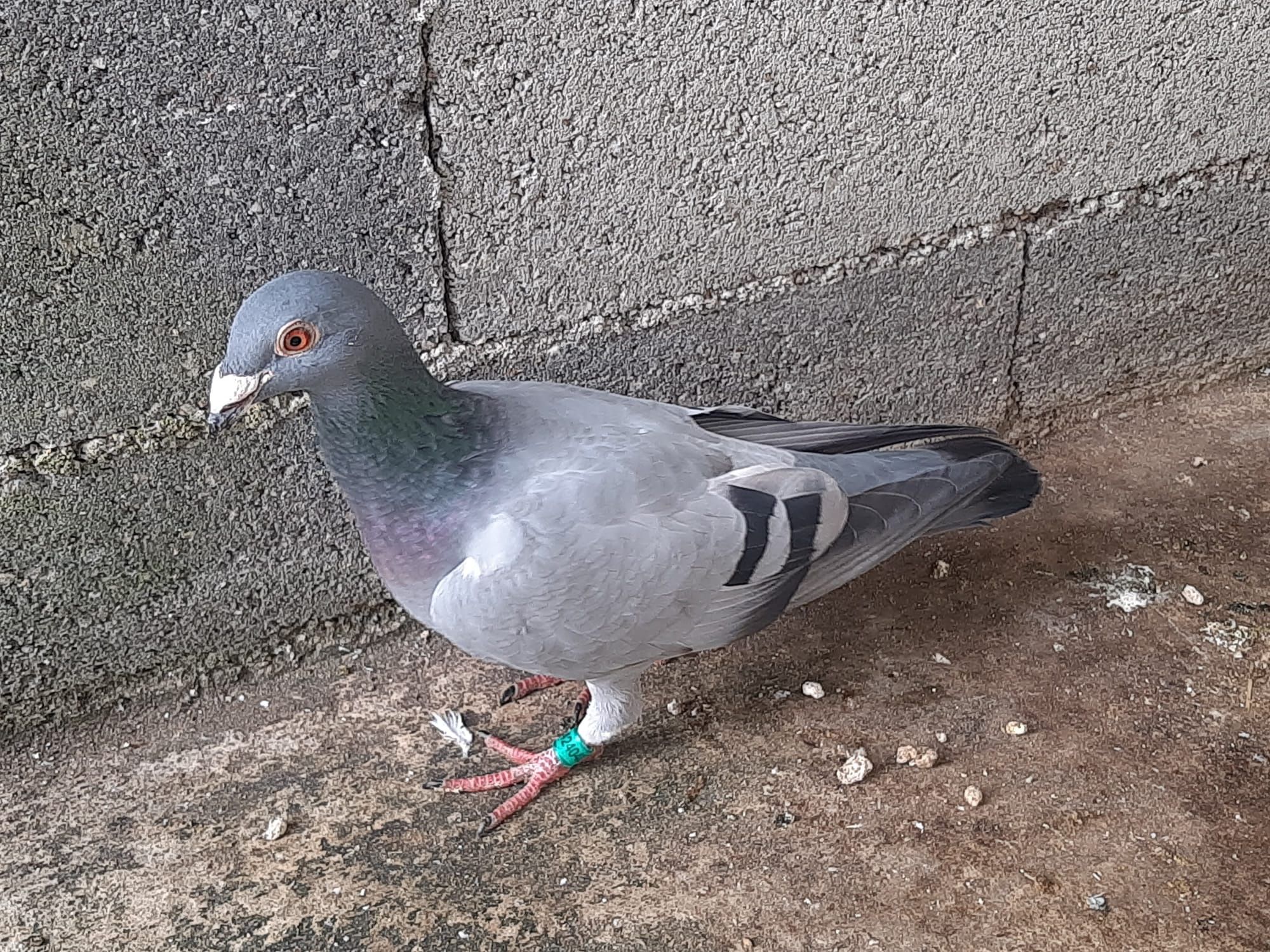 Pombos de linha antiga